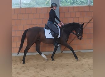 Irish Sport Horse, Stute, 7 Jahre, 165 cm, Schwarzbrauner