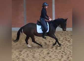 Irish Sport Horse, Stute, 7 Jahre, 165 cm, Schwarzbrauner