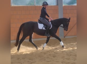 Irish Sport Horse, Stute, 7 Jahre, 166 cm, Rappe