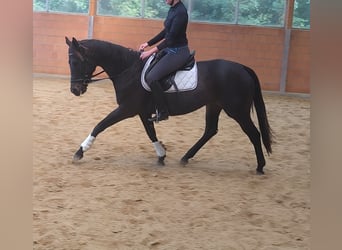 Irish Sport Horse, Stute, 7 Jahre, 166 cm, Rappe