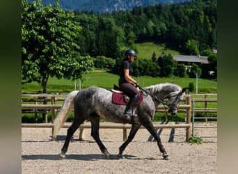 Irish Sport Horse, Stute, 7 Jahre, 167 cm, Apfelschimmel
