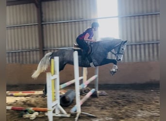 Irish Sport Horse, Stute, 7 Jahre, 168 cm, Apfelschimmel