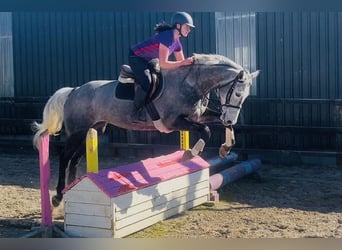Irish Sport Horse, Stute, 7 Jahre, 168 cm, Apfelschimmel