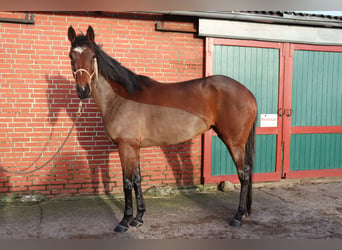 Irish Sport Horse, Stute, 7 Jahre, 168 cm, Brauner