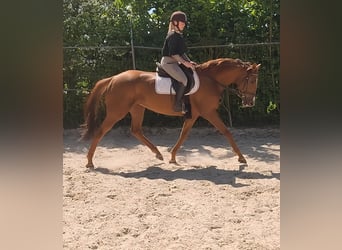 Irish Sport Horse, Stute, 7 Jahre, 170 cm, Fuchs