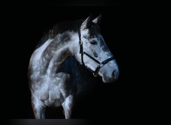 Irish Sport Horse, Stute, 7 Jahre, 172 cm, Apfelschimmel