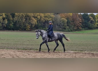 Irish Sport Horse, Stute, 7 Jahre, 172 cm, Apfelschimmel
