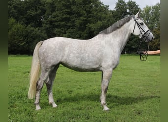Irish Sport Horse, Stute, 7 Jahre, 174 cm, Apfelschimmel