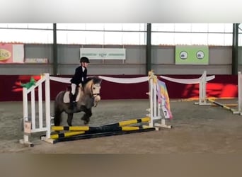 Irish Sport Horse, Stute, 8 Jahre, 115 cm, Blauschimmel