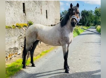 Irish Sport Horse, Stute, 8 Jahre, 120 cm, Roan-Bay