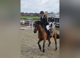 Irish Sport Horse, Stute, 8 Jahre, 144 cm, Brauner