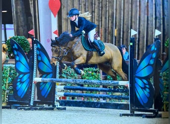 Irish Sport Horse, Stute, 8 Jahre, 144 cm, Brauner