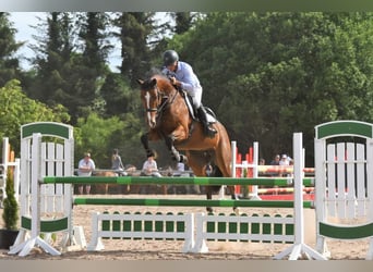 Irish Sport Horse, Stute, 8 Jahre, 158 cm, Brauner