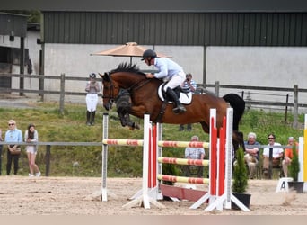 Irish Sport Horse, Stute, 8 Jahre, 158 cm, Brauner