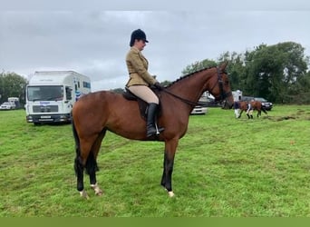 Irish Sport Horse, Stute, 8 Jahre, 158 cm, Brauner