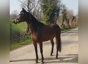 Irish Sport Horse, Stute, 8 Jahre, 159 cm, Dunkelbrauner