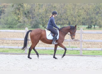 Irish Sport Horse, Stute, 8 Jahre, 160 cm, Brauner