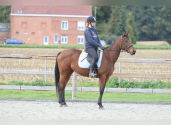 Irish Sport Horse, Stute, 8 Jahre, 160 cm, Brauner