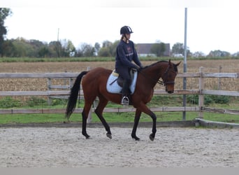 Irish Sport Horse, Stute, 8 Jahre, 160 cm, Brauner
