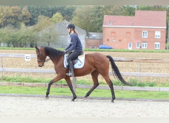 Irish Sport Horse, Stute, 8 Jahre, 160 cm, Brauner