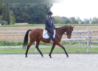 Irish Sport Horse, Stute, 8 Jahre, 160 cm, Brauner