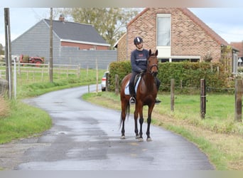 Irish Sport Horse, Stute, 8 Jahre, 160 cm, Brauner
