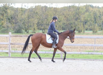Irish Sport Horse, Stute, 8 Jahre, 160 cm, Brauner