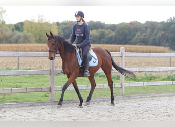 Irish Sport Horse, Stute, 8 Jahre, 160 cm, Brauner