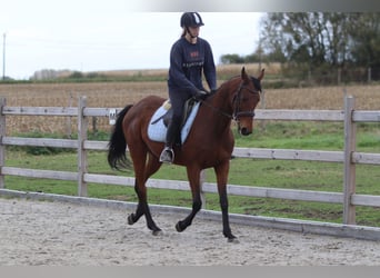 Irish Sport Horse, Stute, 8 Jahre, 160 cm, Brauner