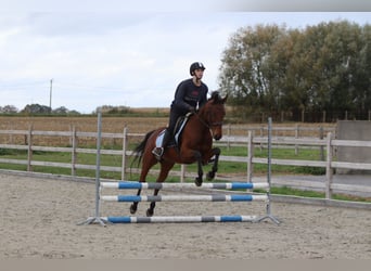 Irish Sport Horse, Stute, 8 Jahre, 160 cm, Brauner
