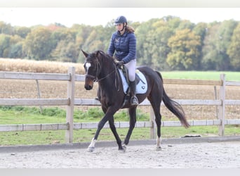 Irish Sport Horse, Stute, 8 Jahre, 162 cm, Brauner
