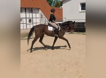 Irish Sport Horse, Stute, 8 Jahre, 162 cm, Brauner