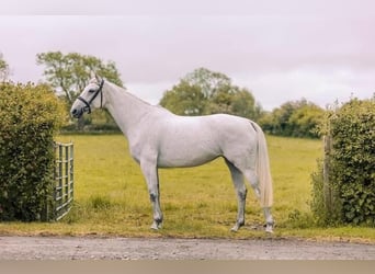 Irish Sport Horse, Stute, 8 Jahre, 162 cm, Schimmel