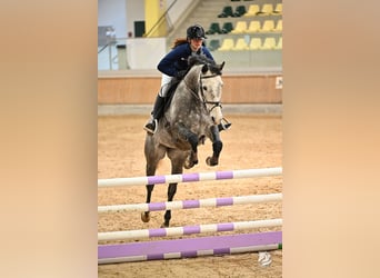 Irish Sport Horse, Stute, 8 Jahre, 162 cm, Schimmel