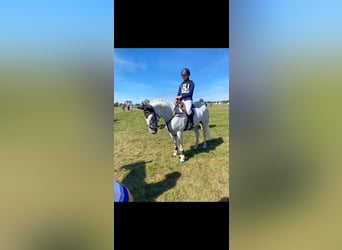 Irish Sport Horse, Stute, 8 Jahre, 163 cm, Schimmel