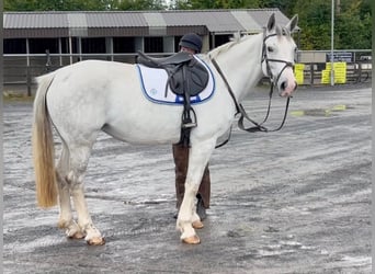 Irish Sport Horse, Stute, 8 Jahre, 163 cm, Schimmel