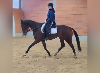 Irish Sport Horse, Stute, 8 Jahre, 164 cm, Brauner