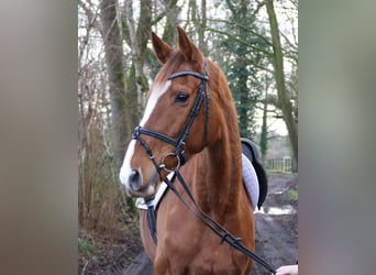 Irish Sport Horse, Stute, 8 Jahre, 165 cm, Dunkelfuchs