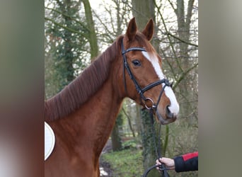 Irish Sport Horse, Stute, 8 Jahre, 165 cm, Dunkelfuchs