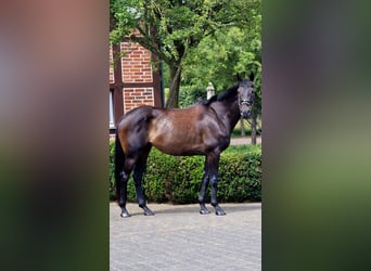 Irish Sport Horse, Stute, 8 Jahre, 166 cm, Dunkelbrauner