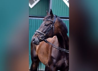 Irish Sport Horse, Stute, 8 Jahre, 166 cm, Dunkelbrauner
