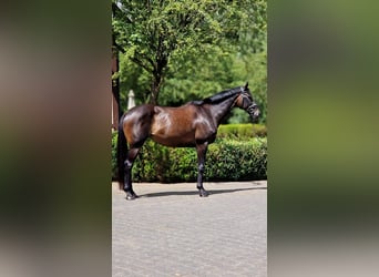 Irish Sport Horse, Stute, 8 Jahre, 166 cm, Dunkelbrauner