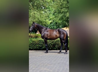 Irish Sport Horse, Stute, 8 Jahre, 166 cm, Dunkelbrauner