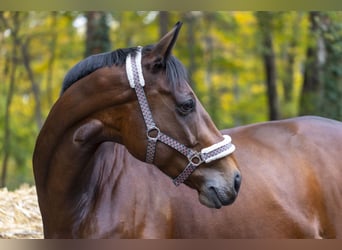 Irish Sport Horse, Stute, 8 Jahre, 168 cm