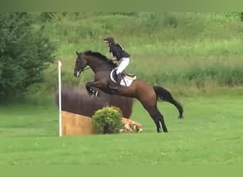 Irish Sport Horse, Stute, 8 Jahre, 169 cm, Brauner