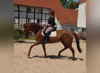 Irish Sport Horse, Stute, 8 Jahre, 170 cm, Fuchs