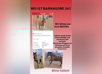 Irish Sport Horse Mix, Stute, 8 Jahre, Brauner