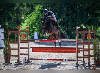 Irish Sport Horse, Stute, 8 Jahre, Dunkelbrauner