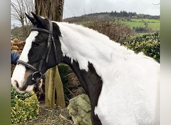 Irish Sport Horse Mix, Stute, 9 Jahre, 138 cm, Schecke