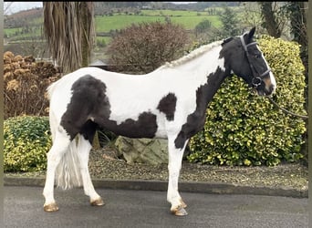 Irish Sport Horse Mix, Stute, 9 Jahre, 138 cm, Schecke